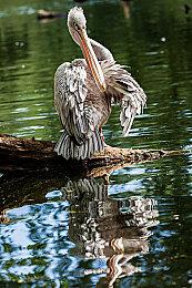 索尼克之父中裕司因SE内幕交易案被起诉